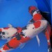 Testing the Water in Your Koi Ponds