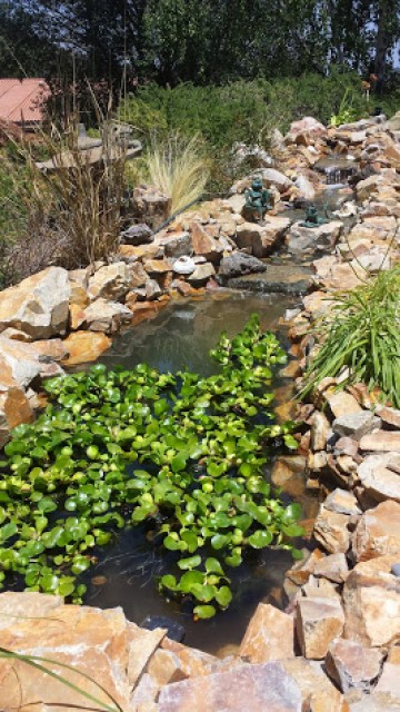 Simi Koi Pond Photo Gallery