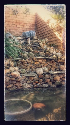 Simi Koi Pond Photo Gallery